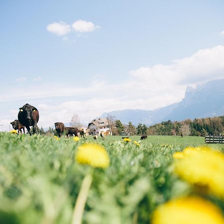 Alpin Farm Birke - Oberweidacherhof Collalbo Extérieur photo