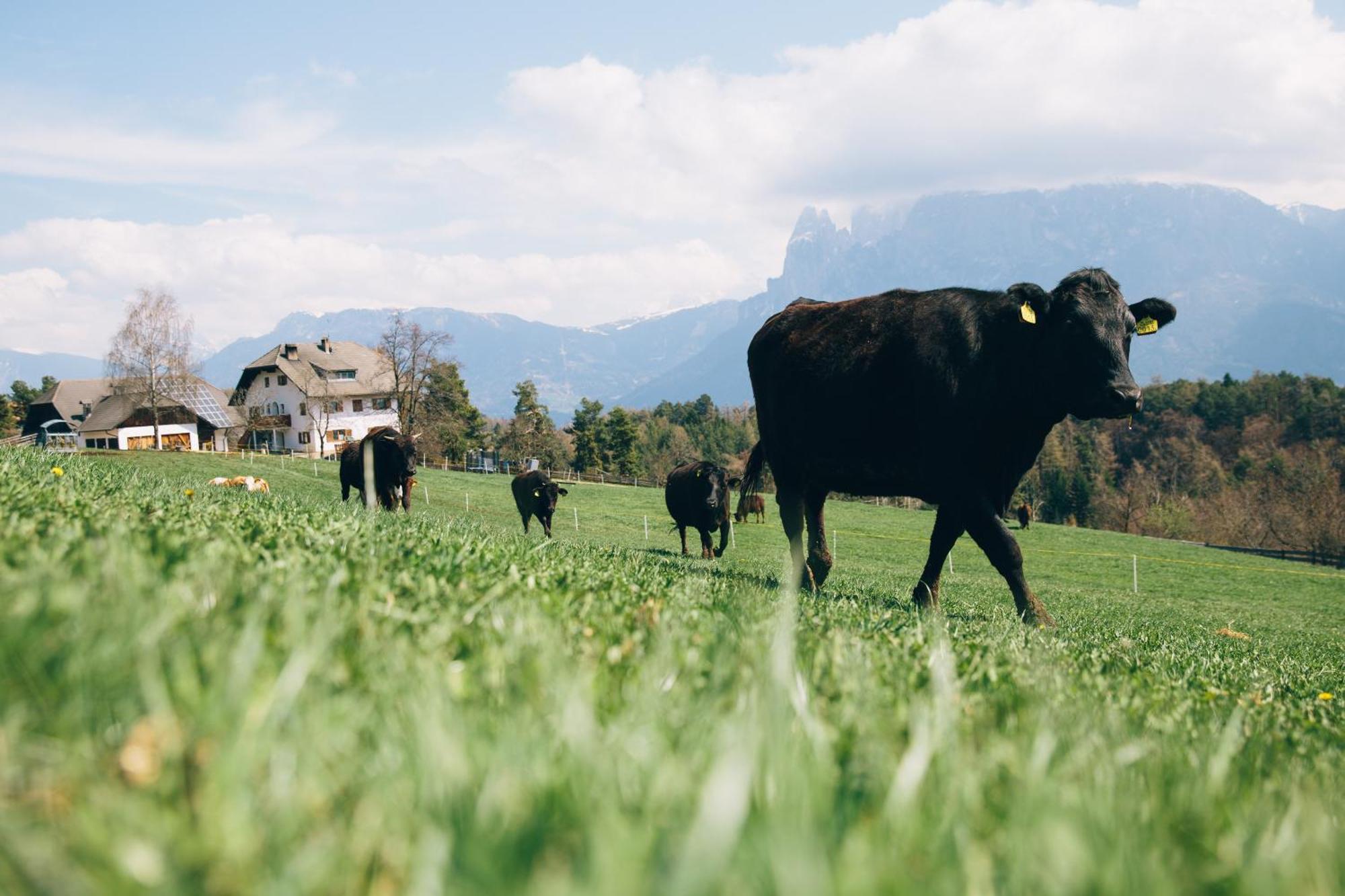 Alpin Farm Birke - Oberweidacherhof Collalbo Extérieur photo